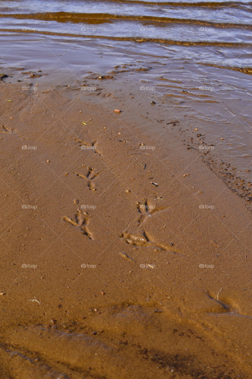 Footprint after bird in sand at Beach 