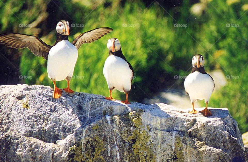 Atlantic puffins