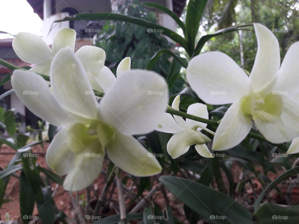 white orchid