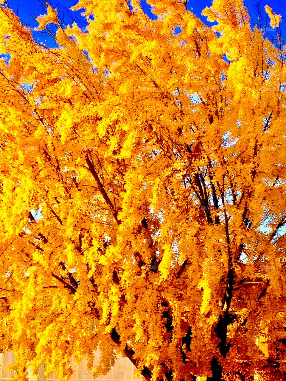 Fall colors tree
