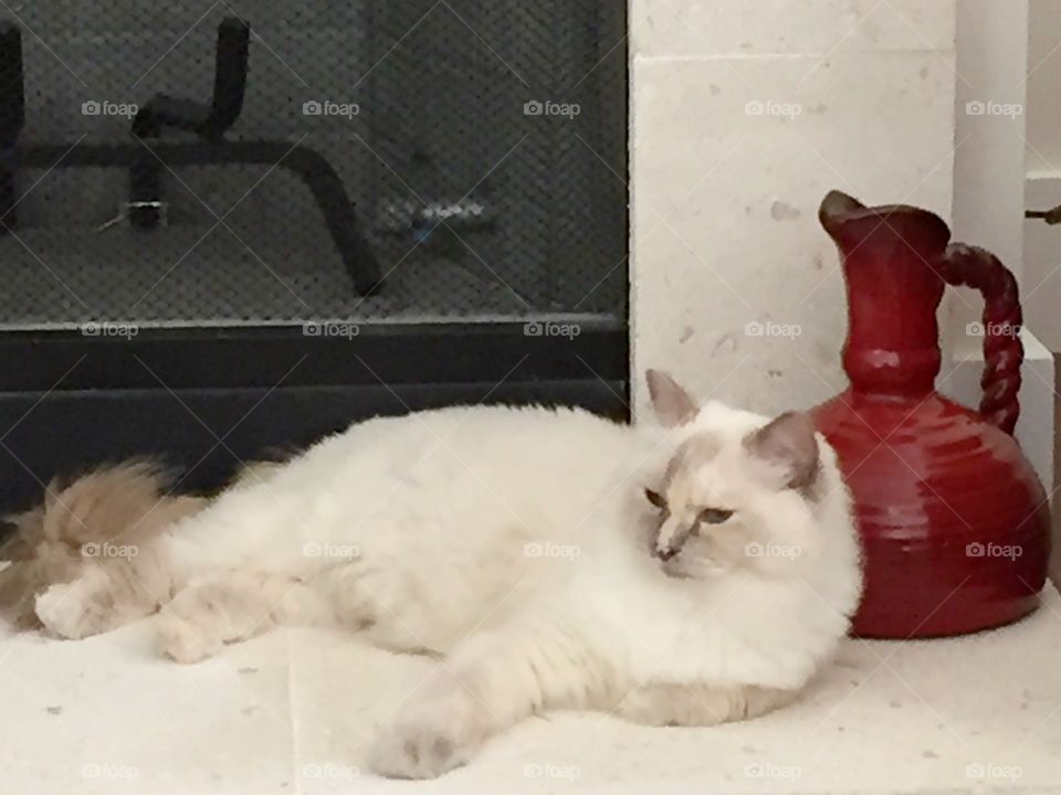 Ragdoll cat