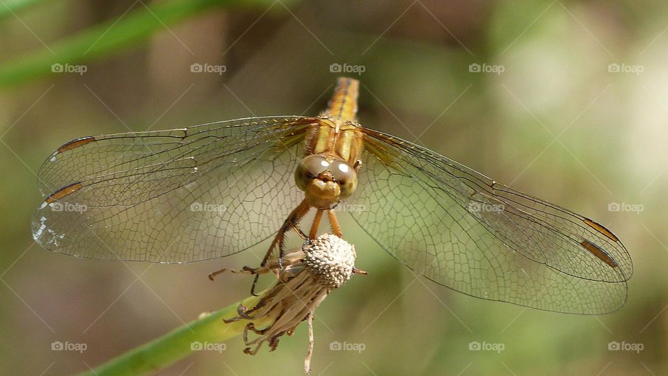 Dragonfly