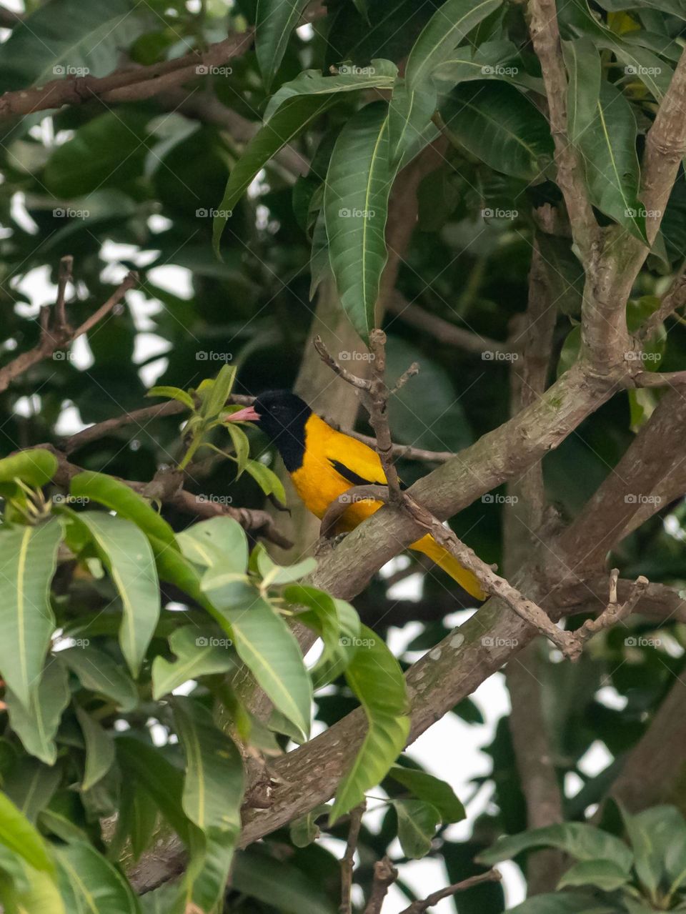 Black-hooded oriole