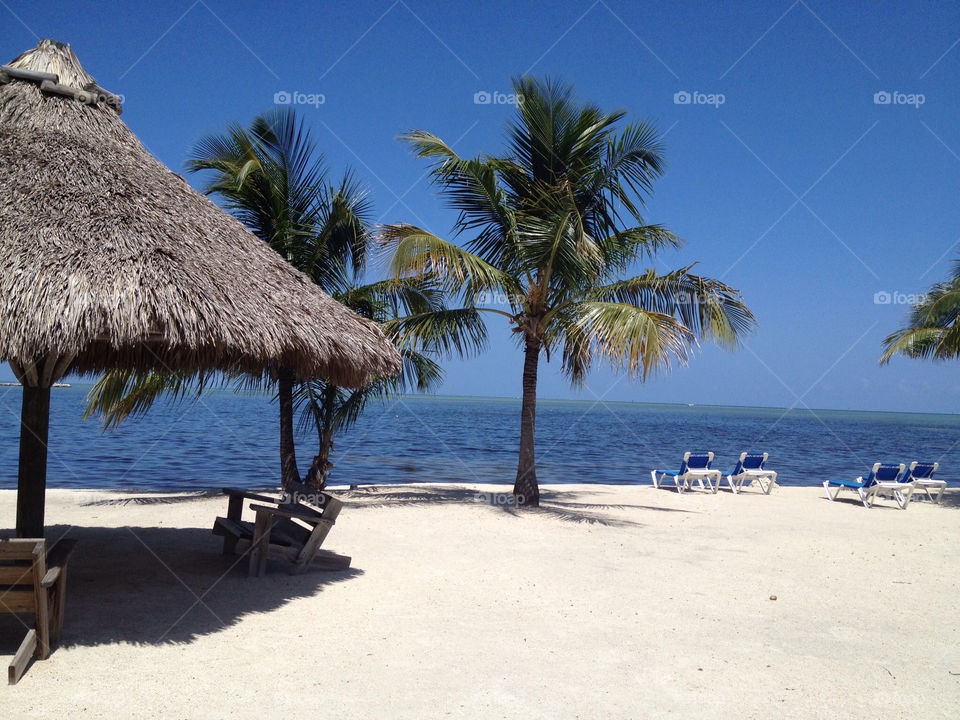 beach ocean palm trees by slah426