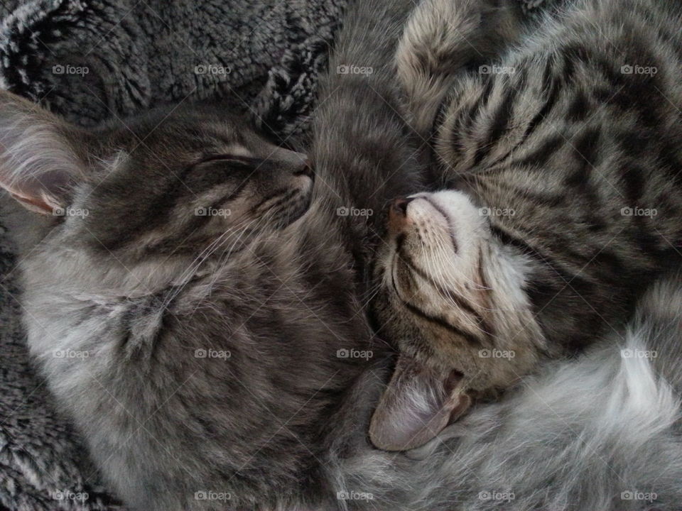 Two of our three cats Leo and Tusse. Both had a rough start living outdoors and not being cared for. We have adopted all cats and they are adorable both to people and to each other. 😻😻😻😻😻