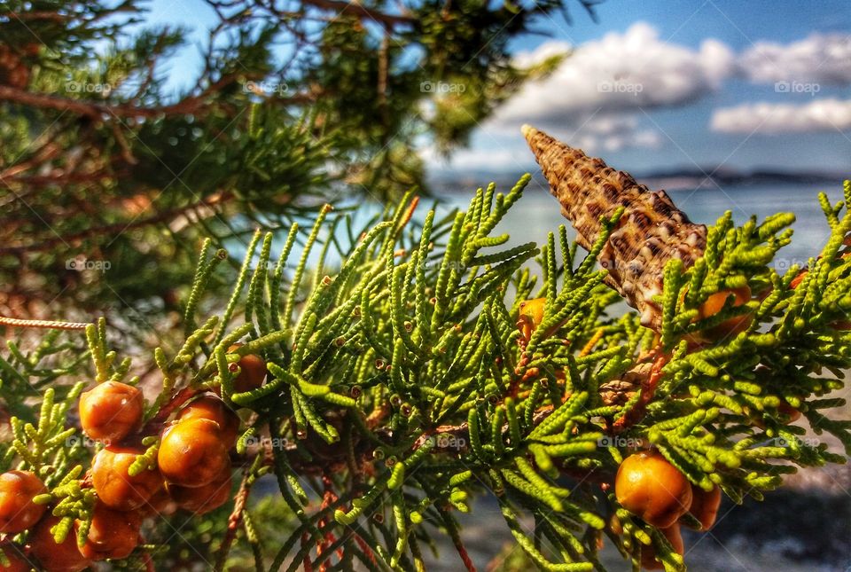 Trees and shells together!