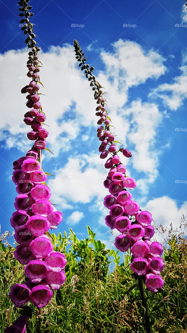 Foxglove stairway 