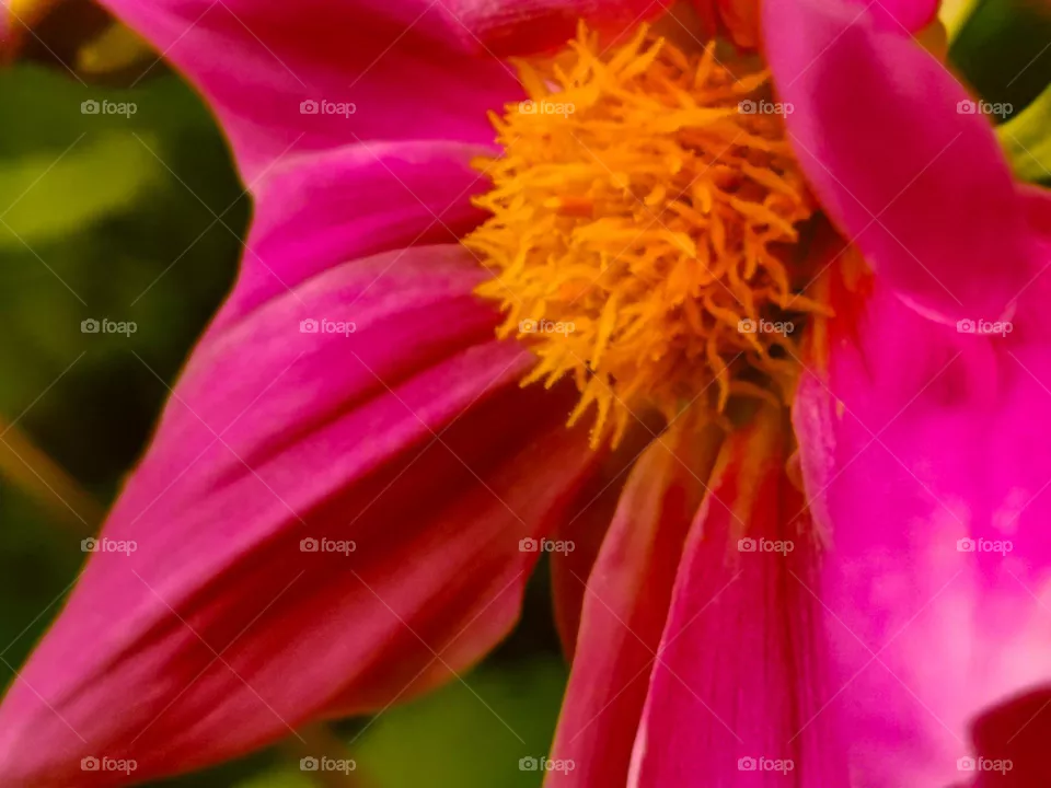 Seeds of flower