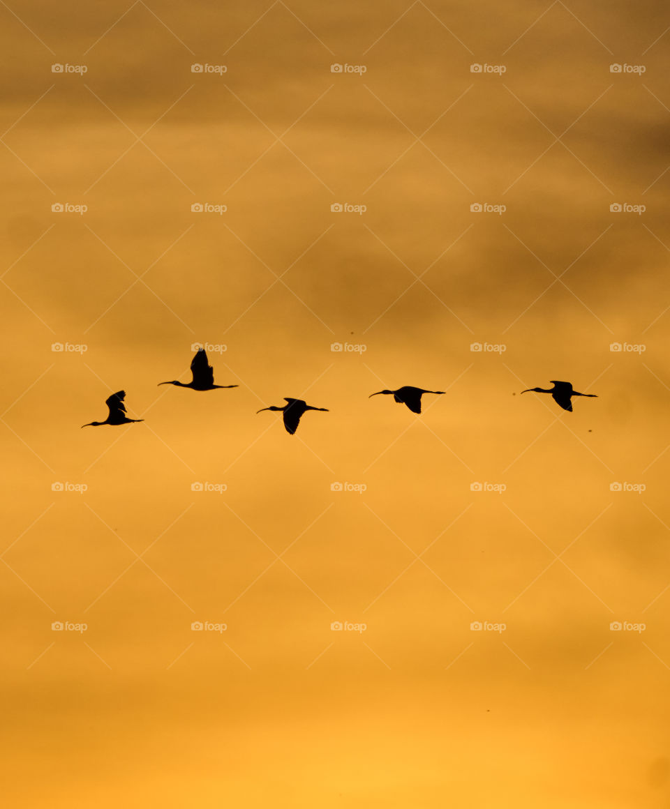 Bird photography  - Silhouette