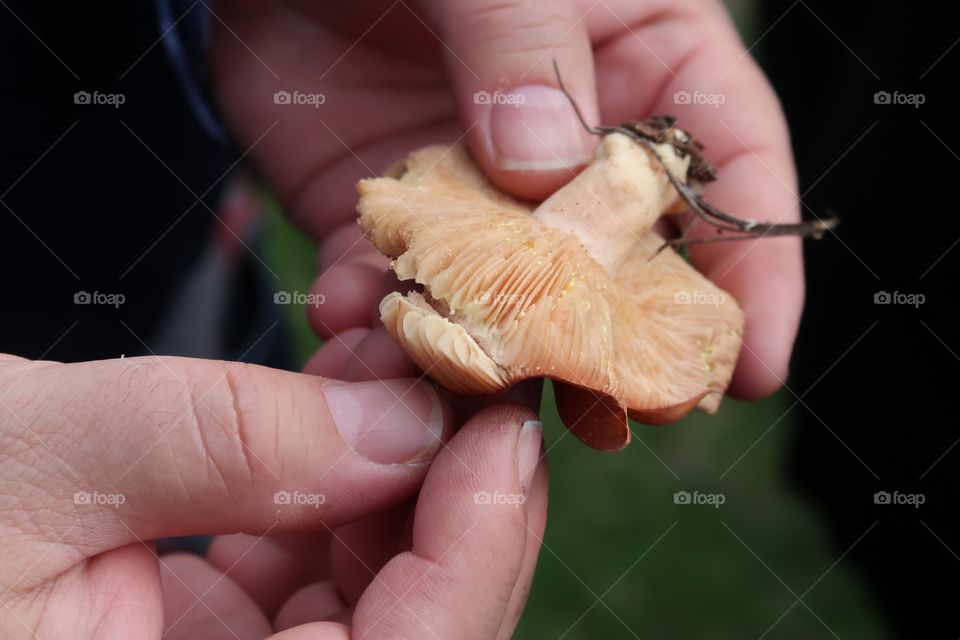 Hands holding mushroom