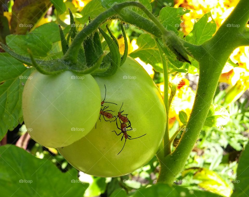 Get off my Tomatoes!