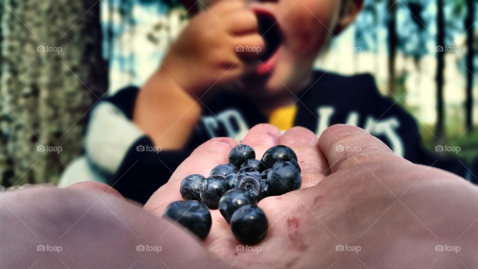 blueberrie-boy. A day in the blueberry woods