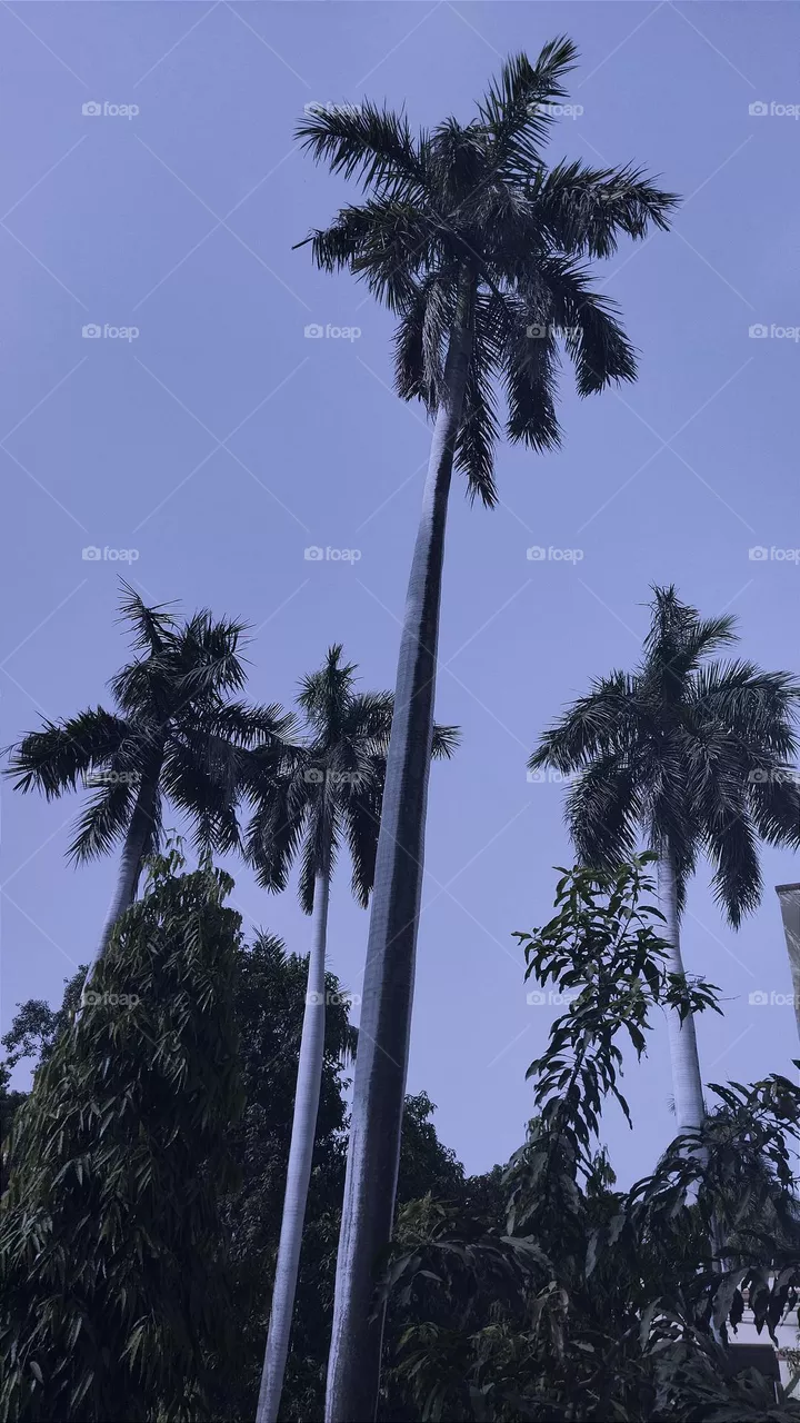 🌴