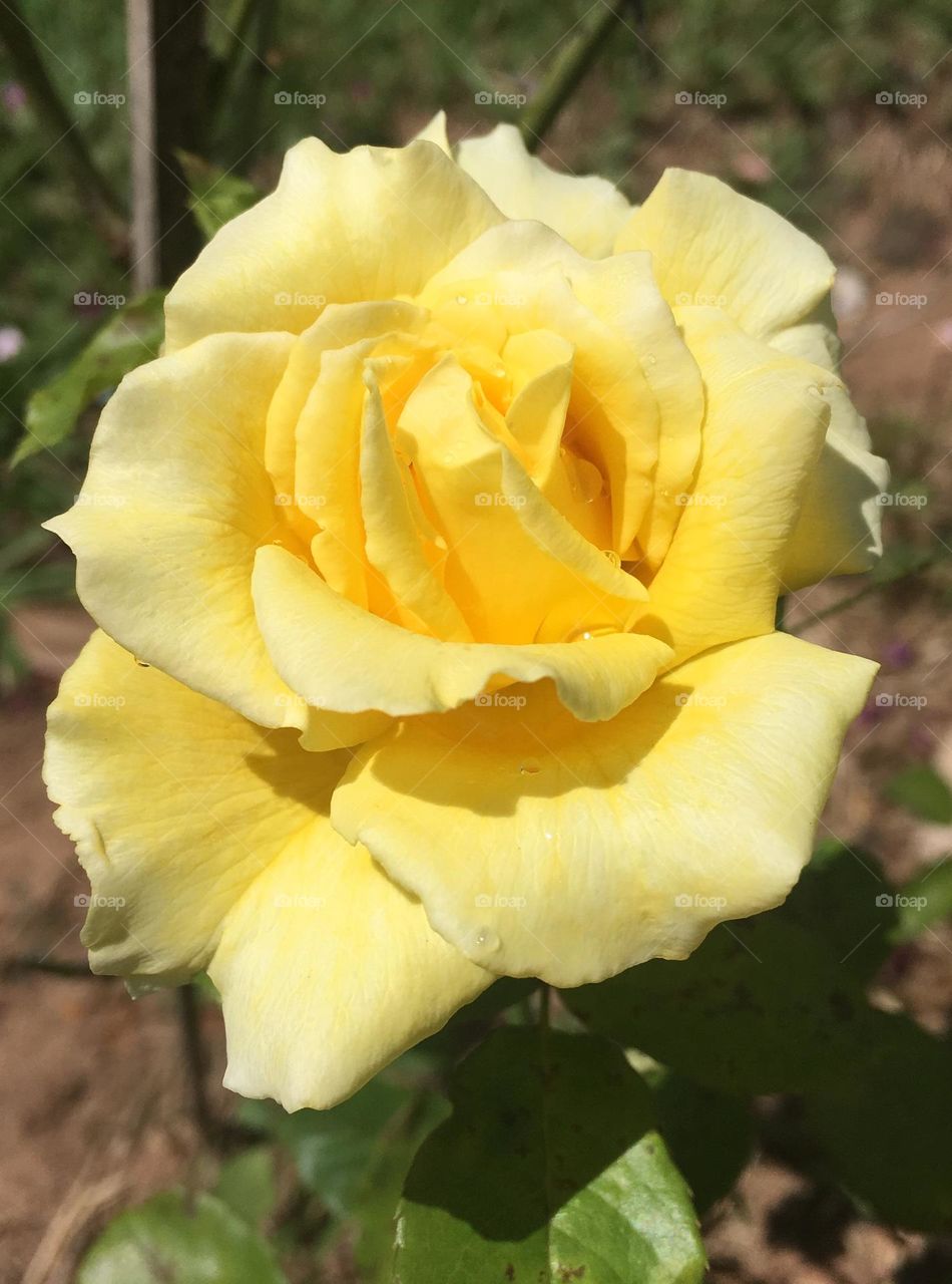 🇺🇸 Very beautiful yellow flowers to brighten our day.  Live nature and its beauty. Did you like the delicate petals? / 🇧🇷 Flores amarelas muito bonitas para alegrar nosso dia. Viva a natureza e sua beleza. Gostaram das pétalas delicadas? 
