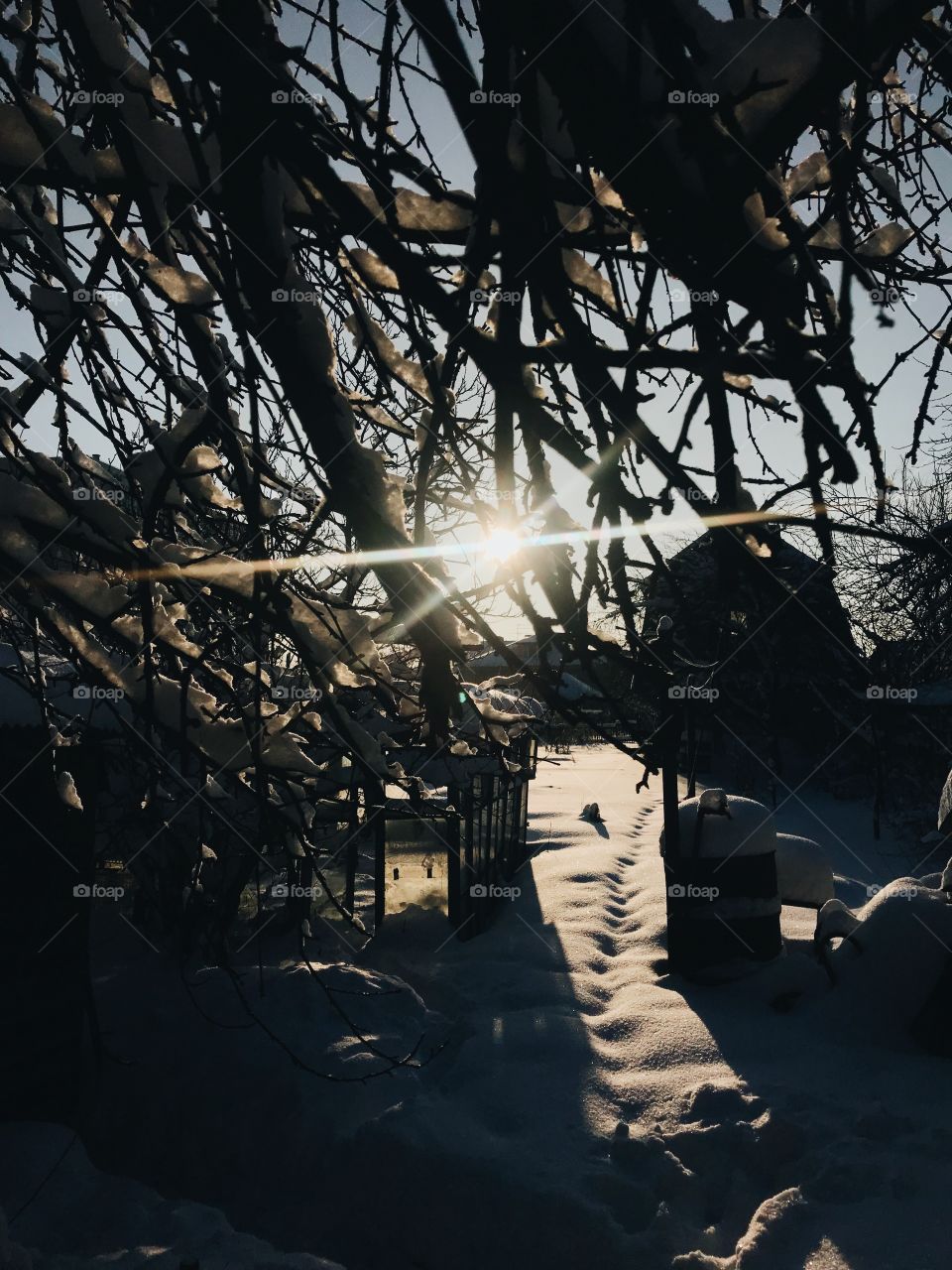 winter sun breaks through the trees