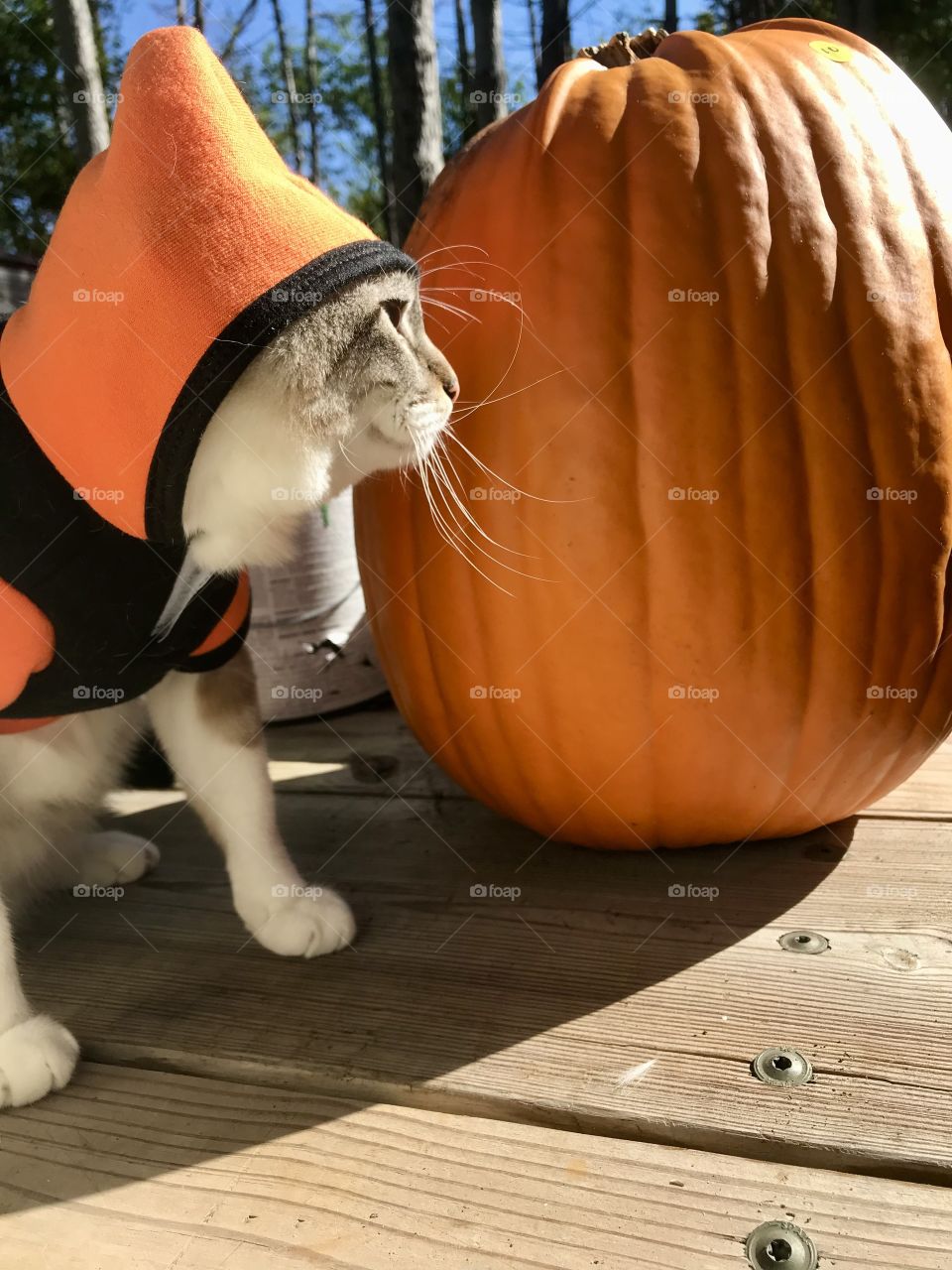 From one pumpkin to another, “meow”
