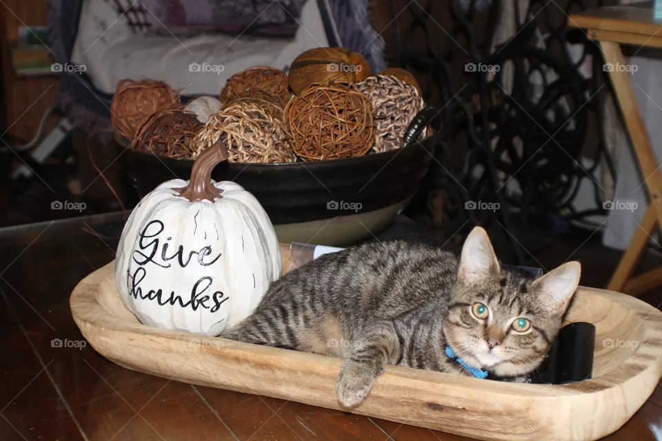 Kitten Giving Thanks For His Nap