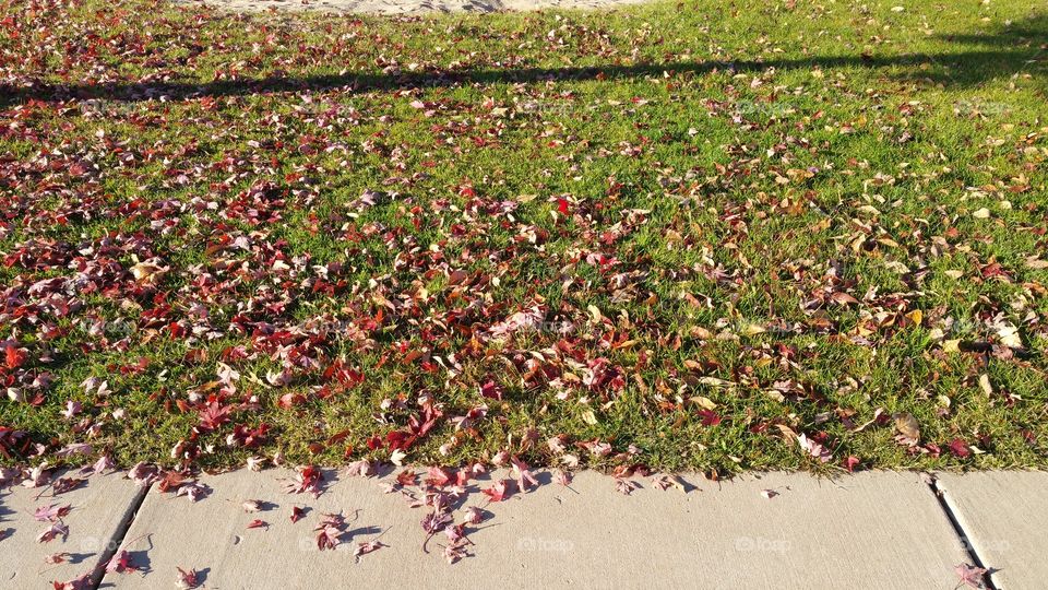 Fall Leaves on Grass.  Autumn Colors, Sunny Day.  Colorado Springs, CO