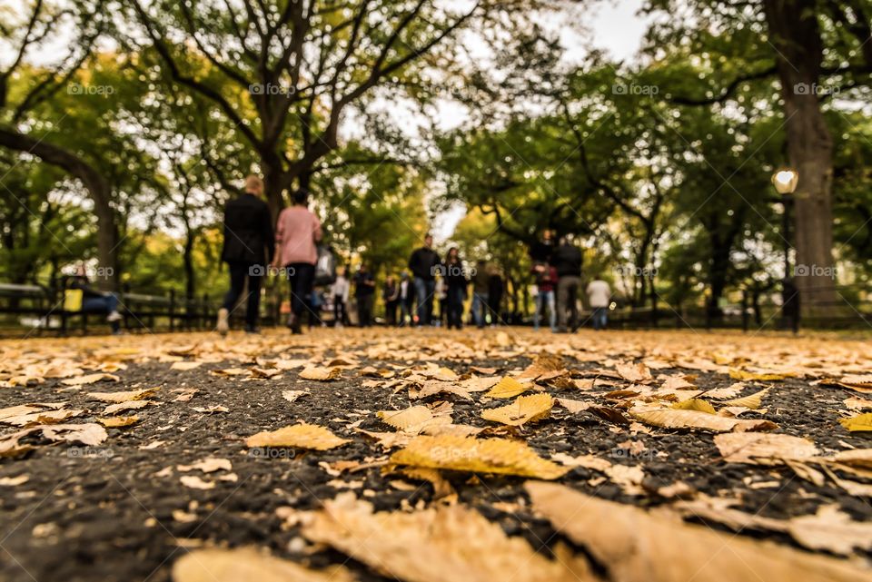 Fall at Central Park in New York.