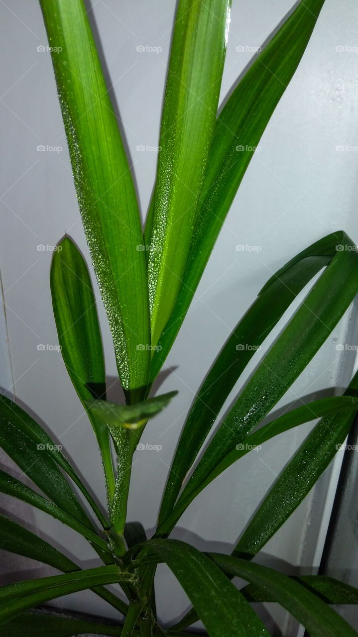 Цветочек с росой 