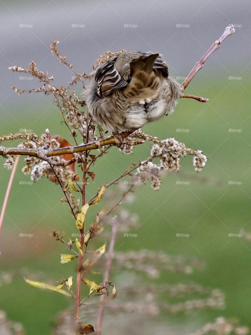 Busy sparrow