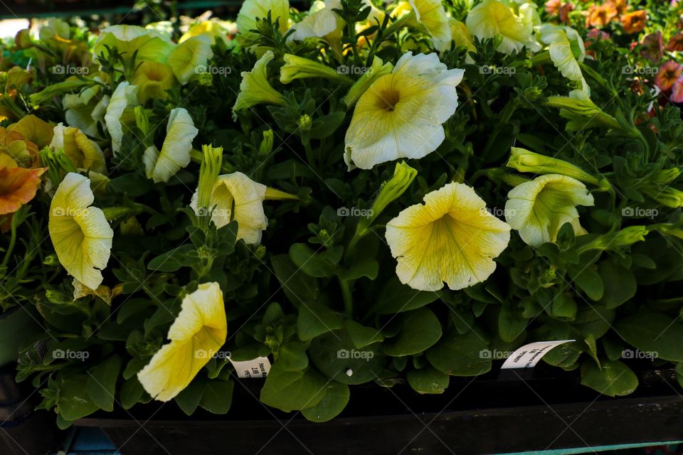 White and yellow flower