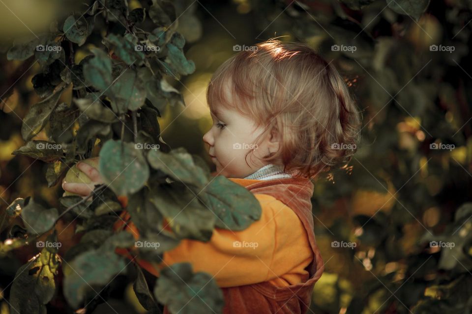 Little girl in apple tree 