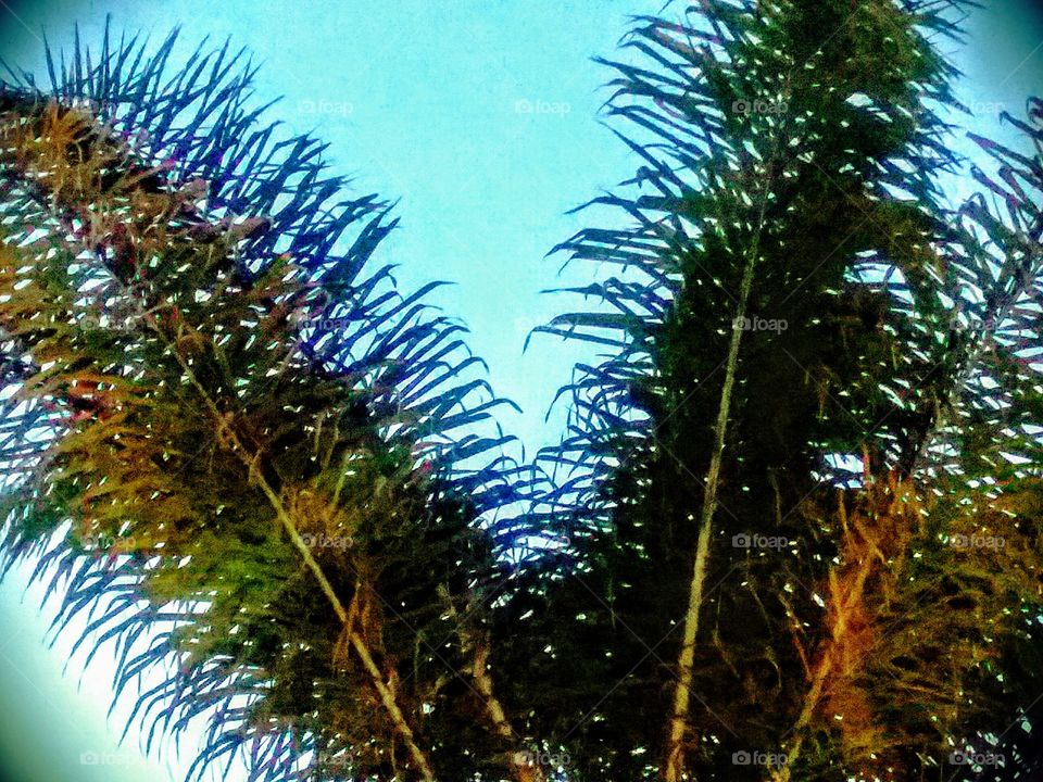 Looking Up at a Palm Frond and Blue Sky