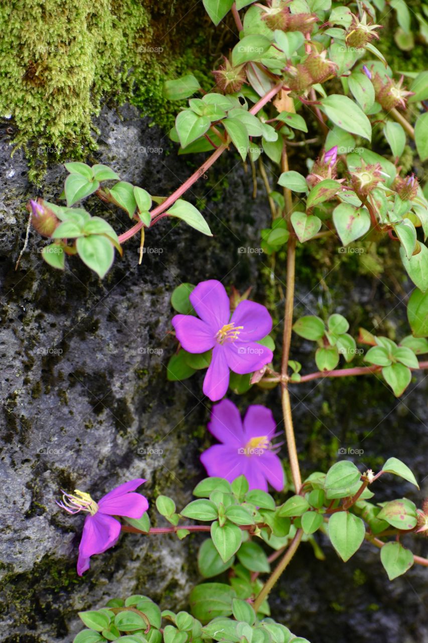 Trailing Tibouchina, Dwarf Tibouchina, or Spanish Shawl (Dissotis rotundifolia, Heterocentron elegans) creeping on a lava wall.