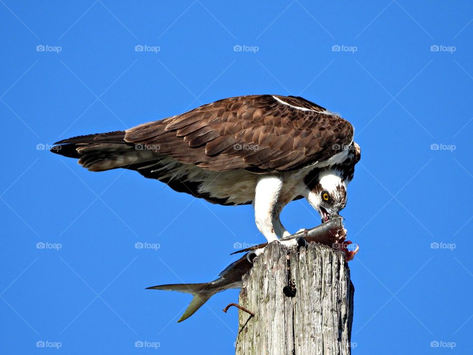 Birds & Bees - Nature in Motion - Osprey with catch of the day - Birds in action by analyzing their movements, vocalization, and even behavior. Birds steer mainly with their tails, and some use their wings for precise maneuvers. 