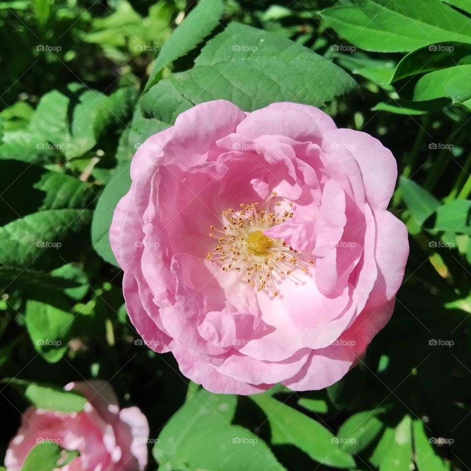 tea rose