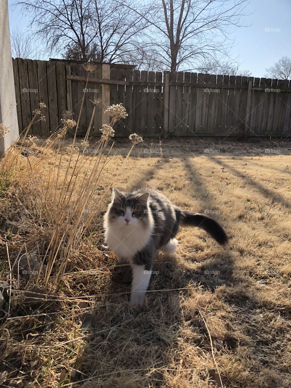 Kitty in winter flowers