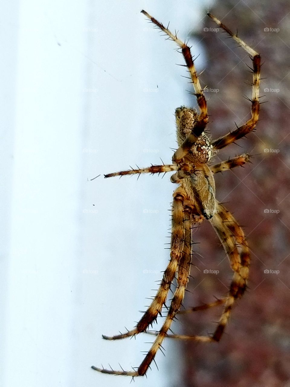 spider daytime beauty