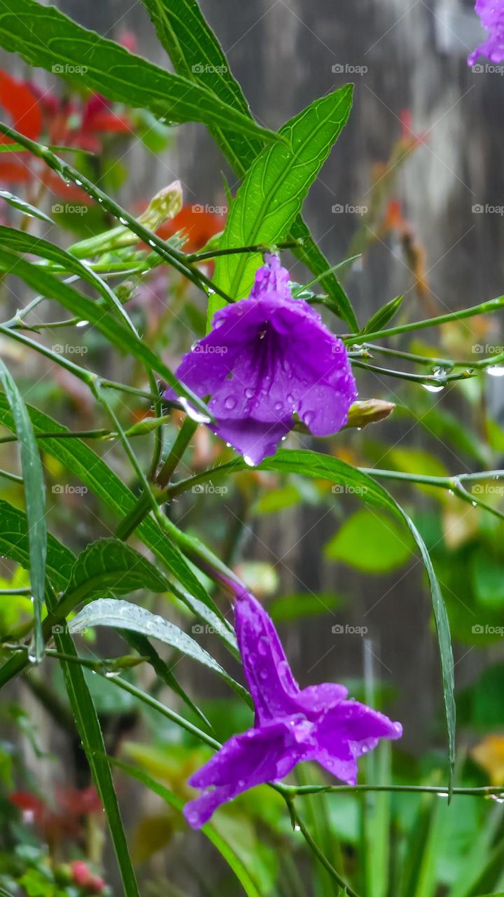 Purple flowers under the rain