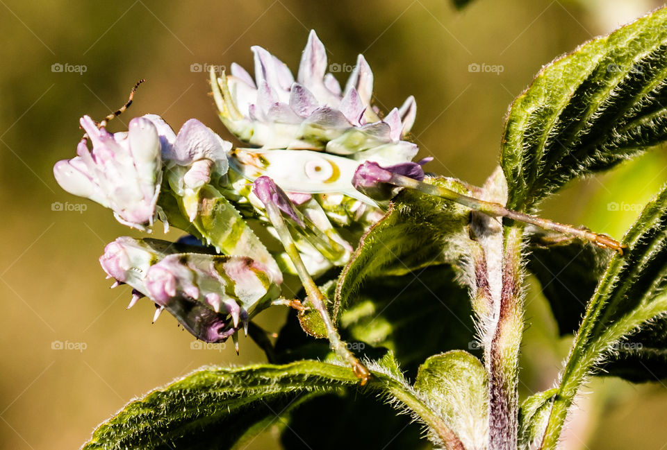 Spinning flower mantis