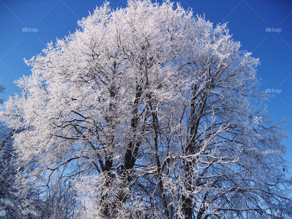 Frozen tree