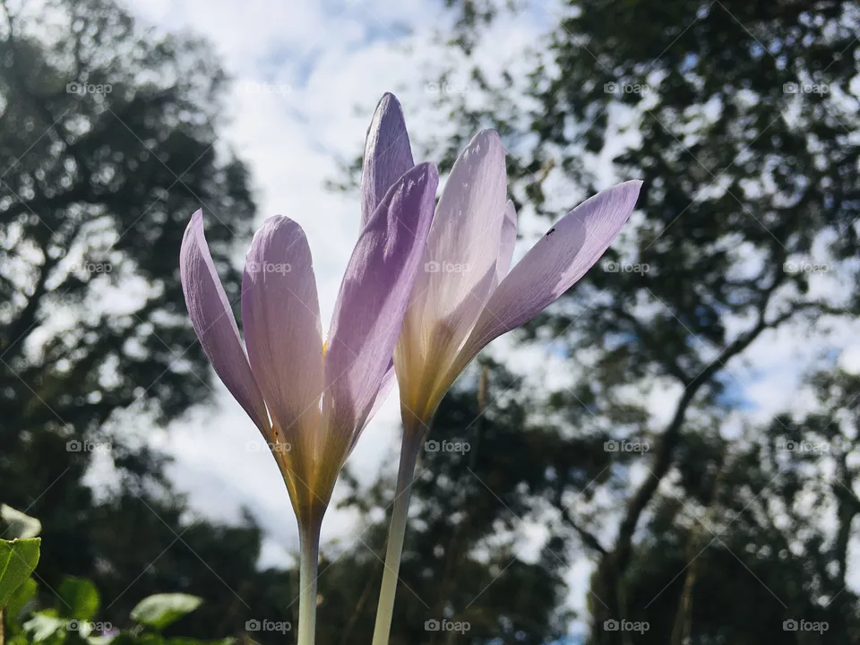 Beautiful flowers 