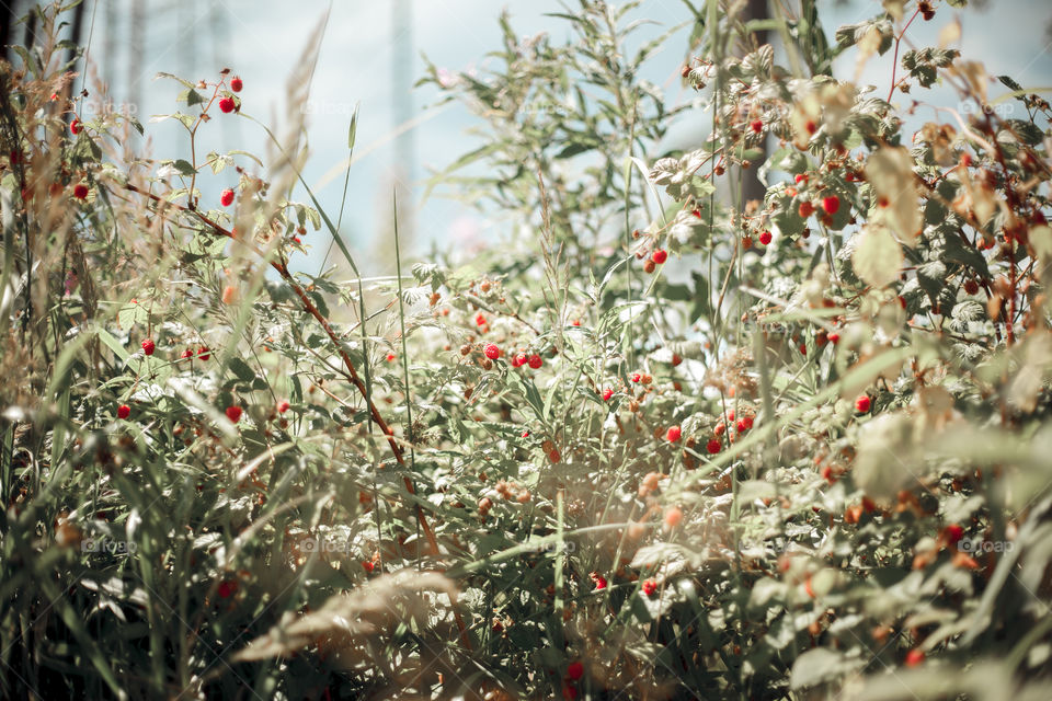 Raspberry bush at sunny day