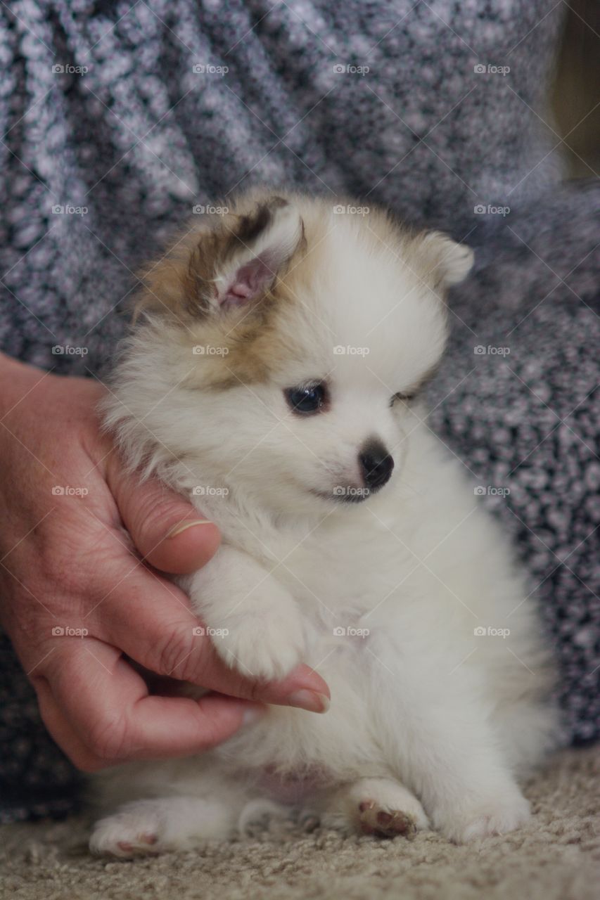 Pomerainian Puppy Sitting Pretty