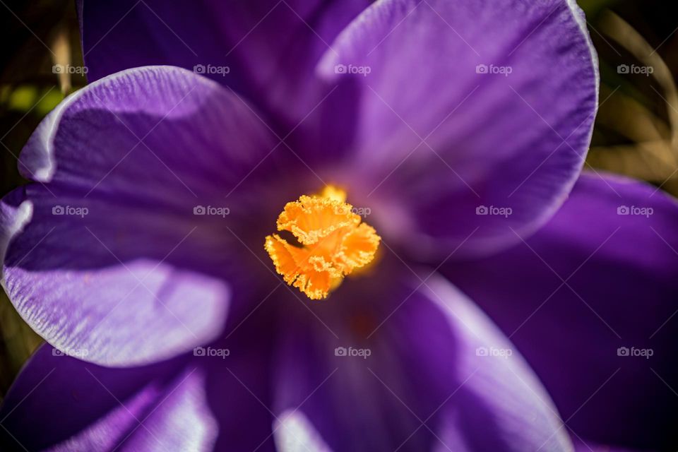 Purple orange Crocus