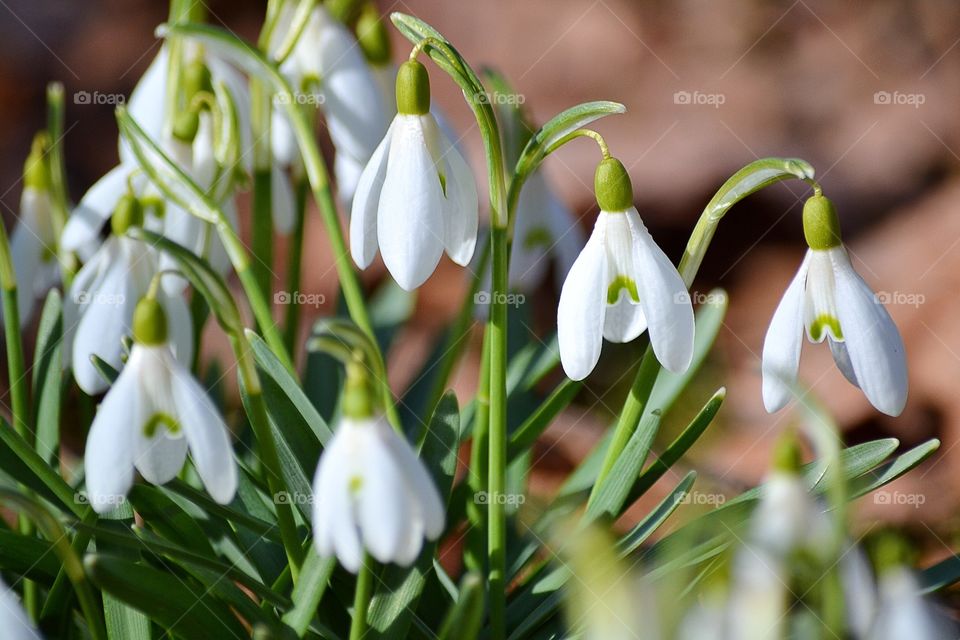 Snowdrops