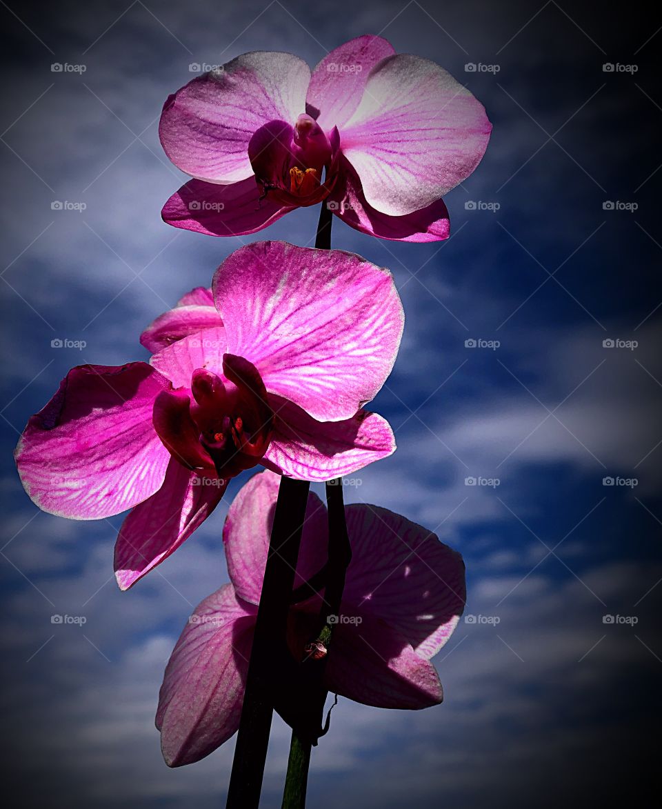 Orchid In the sky