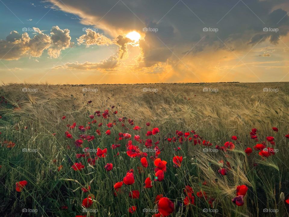 Poppies with rye field at sunset