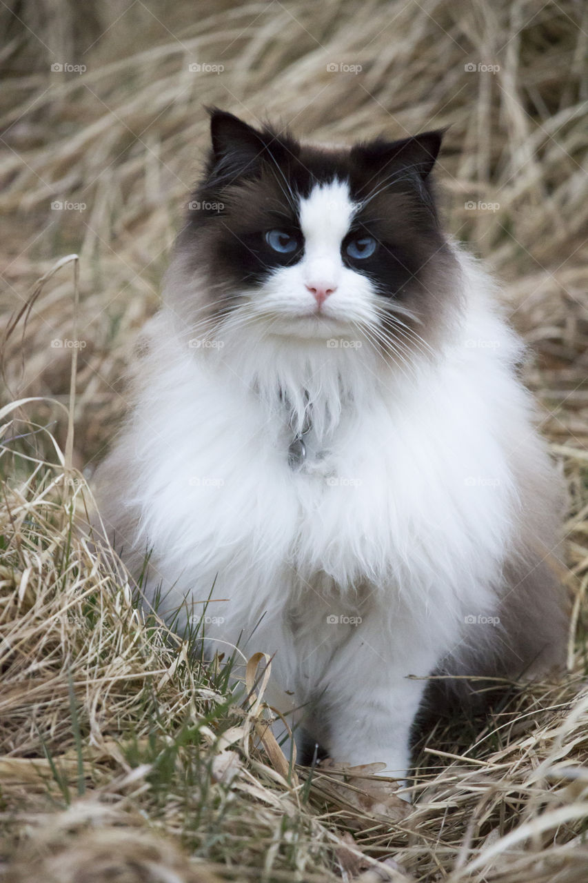Fluffy long-haired cat sitting in the grass 
