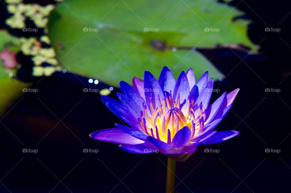 Lotus flower with blue light