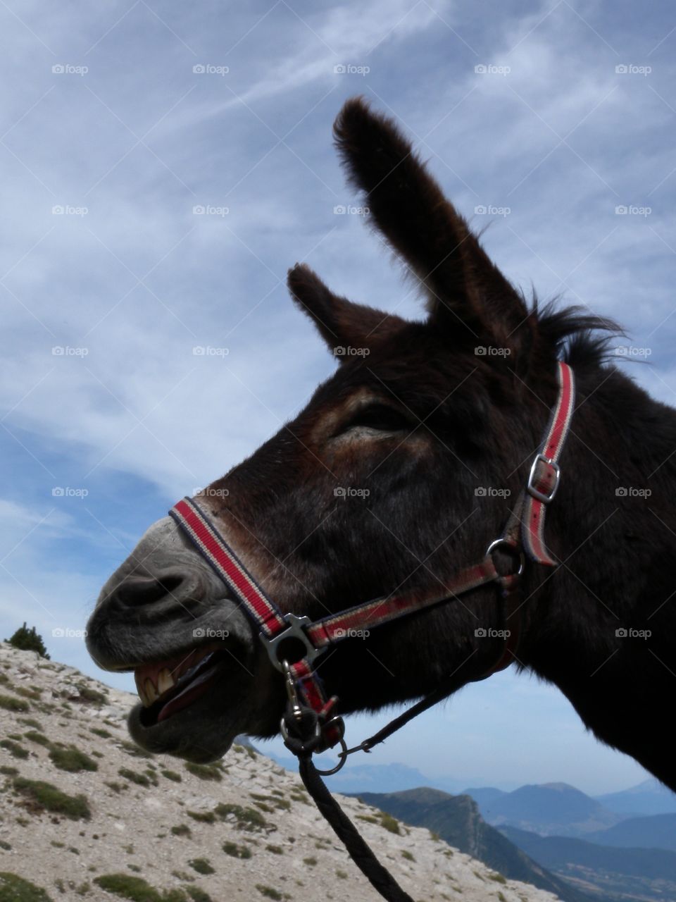 Esel, Donkey, Eselwandern, Hiking with a donkey, Tired donkey, gähnender Esel, müder Esel