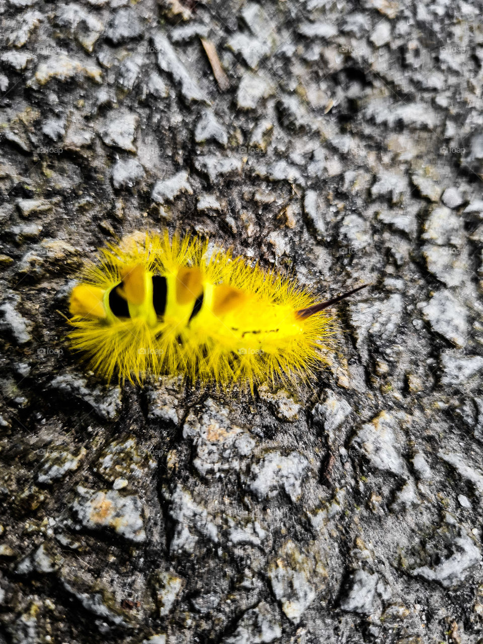 caterpillar