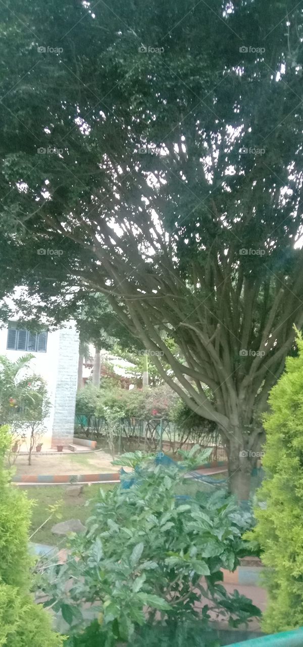 It  all Started with a root. ❤️🧿