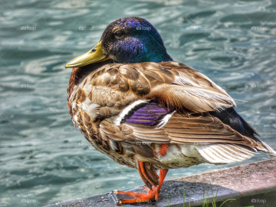 blue headed mallard