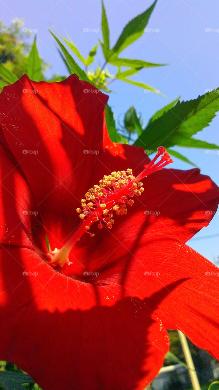 Red big hibiscus flower